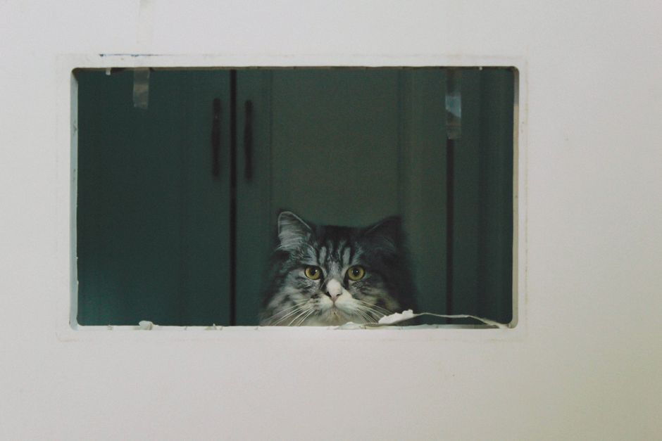 Secure Lifetime Pet Insurance for Maine Coon Cats UK 2026