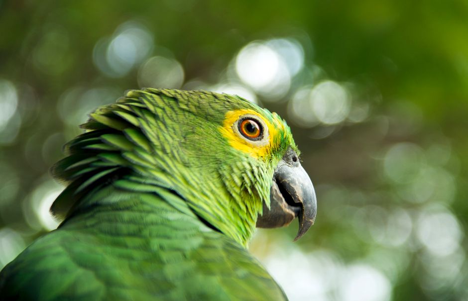 Close-up of a vibrant green parrot with detailed feathers and bokeh background.