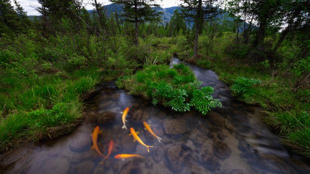 trout stream