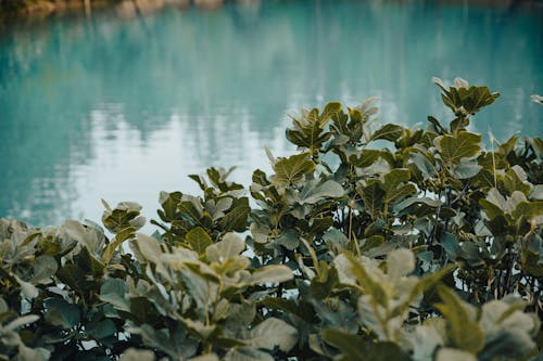 Ilmainen kuvapankkikuva tunnisteilla järvi, kasvit, lehdet
