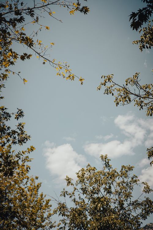 Free Captivating vertical view of tree canopy against a clear blue sky in Tekir, Kahramanmaraş, Türkiye. Stock Photo