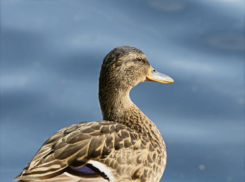 Close-up of a Female Mallard 