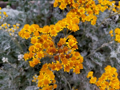 Free stock photo of botanical, botanical garden, botanics Stock Photo