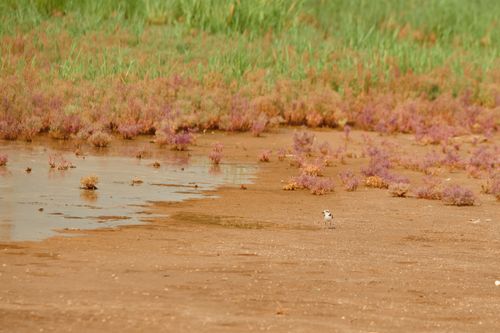Free A vibrant marsh landscape featuring a solitary bird and diverse vegetation near a water body. Stock Photo