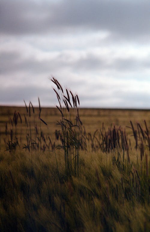 농촌의, 들판, 목초의 무료 스톡 사진