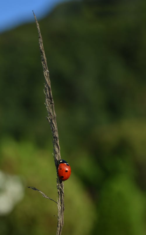Close-up of a Ladybird on a Blade of Grass 