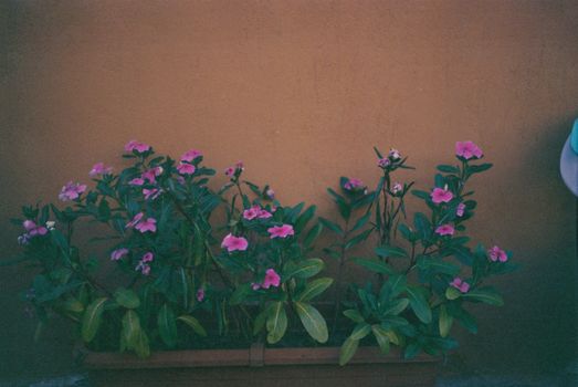 Colorful vinca flowers blooming in a potted plant against a rustic wall.