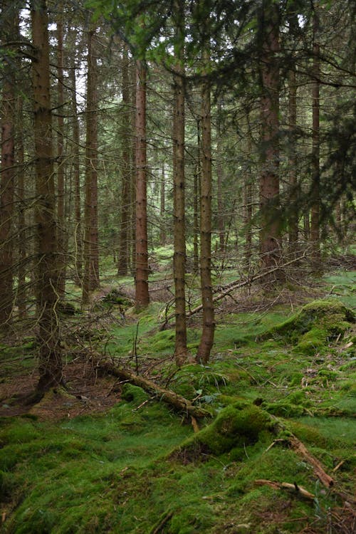 Imagine de stoc gratuită din adânc, arbori, arbori veșnic verzi