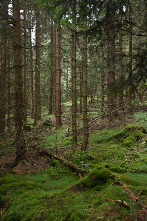 Free Captivating view of a lush evergreen forest in Kudowa-Zdrój, Poland with rich greenery and tranquility. Stock Photo
