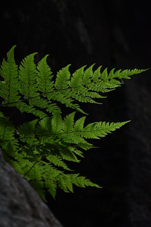 Immagine gratuita di ambiente, avvicinamento, crescita