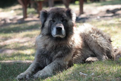 Free A Caucasian Shepherd Dog rests on grass in Sakarya, Türkiye highlighting its majestic coat. Stock Photo