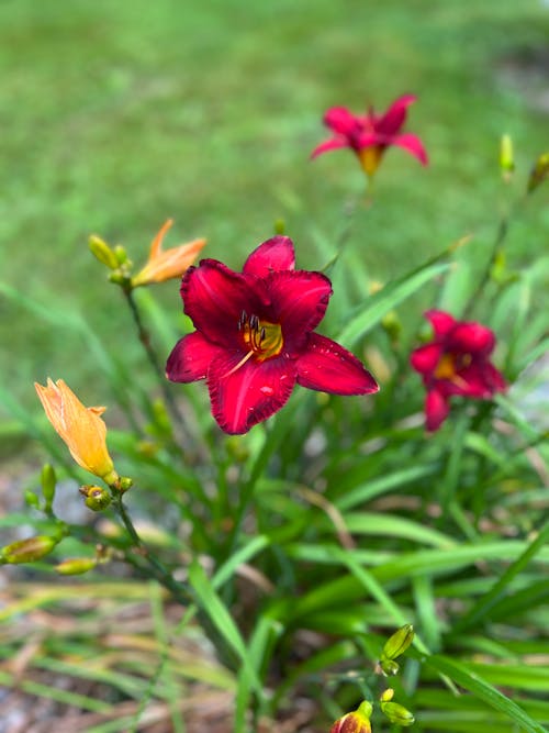 릴리, 붉은 꽃의 무료 스톡 사진