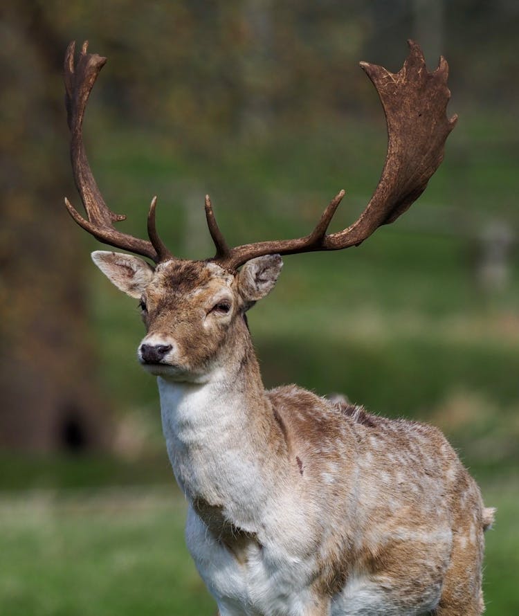 Close Up Of Buck