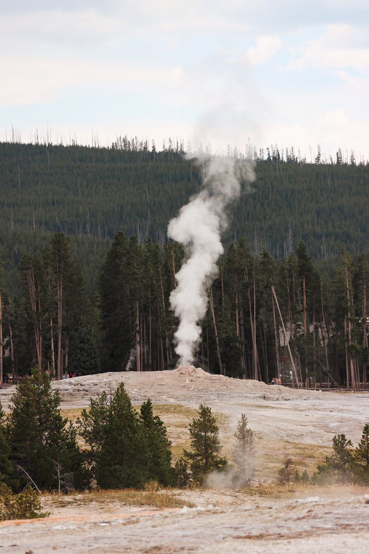 Steam From Geyser Near Forest In Yellowstone