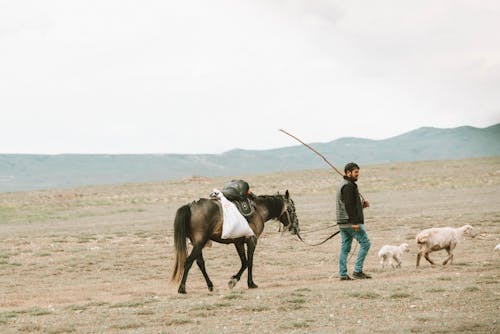 Fotos de stock gratuitas de animales, caballo, caminando