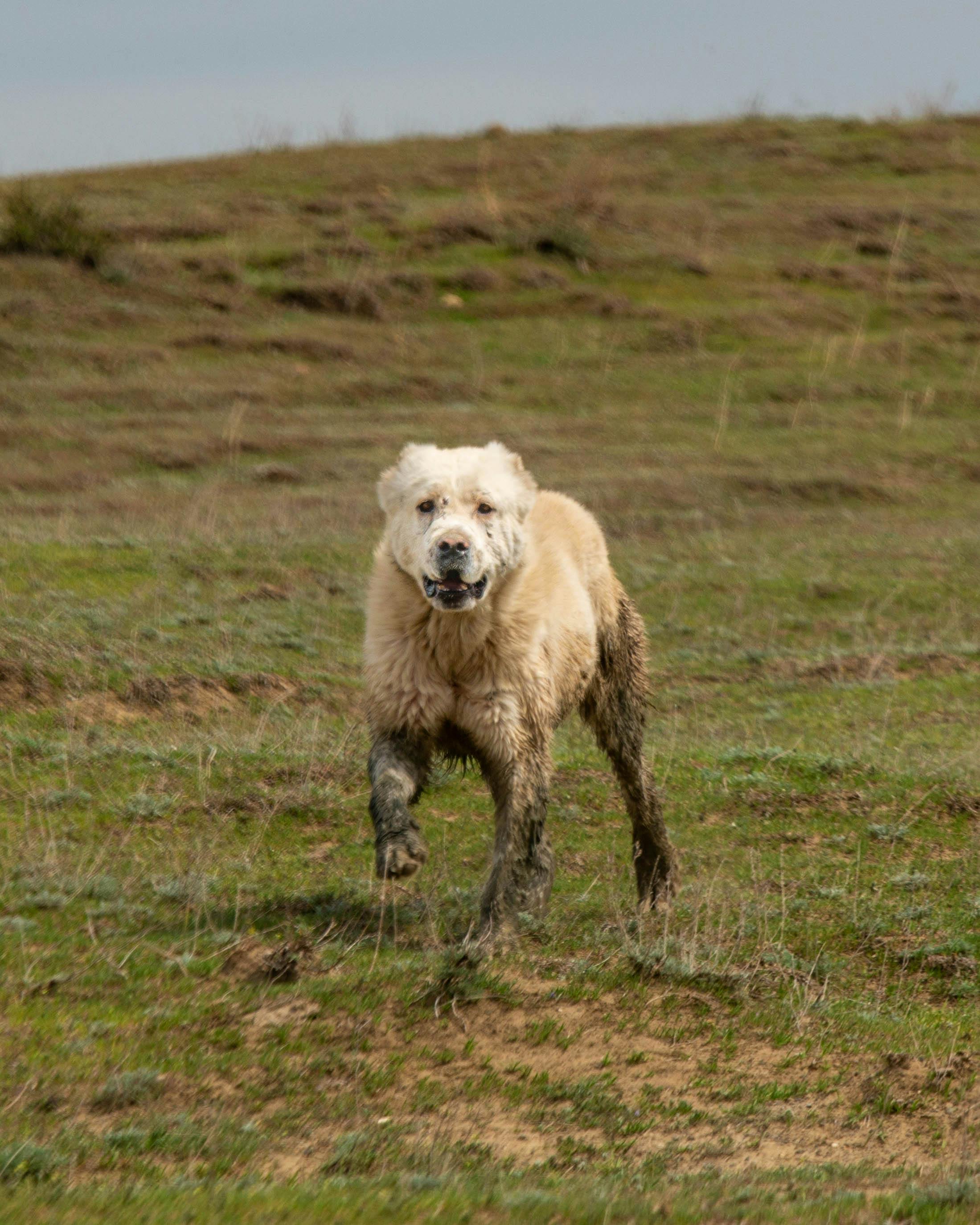 white dog running on grass