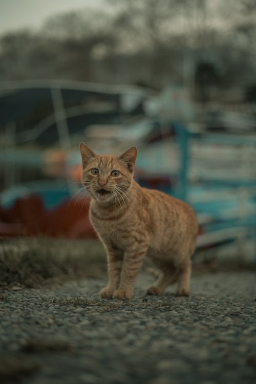 Fotobanka s bezplatnými fotkami na tému dno, domáce zviera, mačka