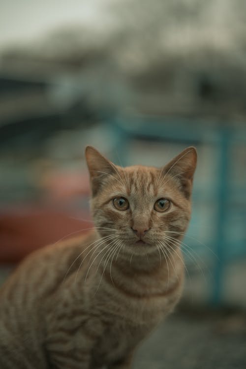 Ingyenes stockfotó állatfotók, fej, függőleges lövés témában