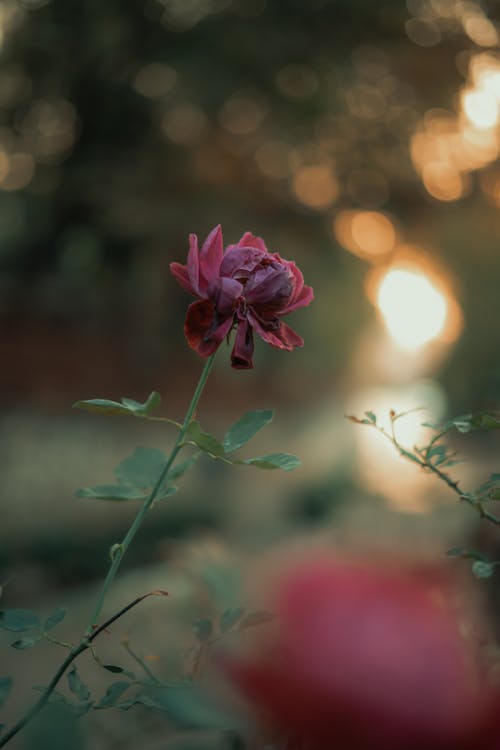 Fotobanka s bezplatnými fotkami na tému kvet, lupeň, príroda