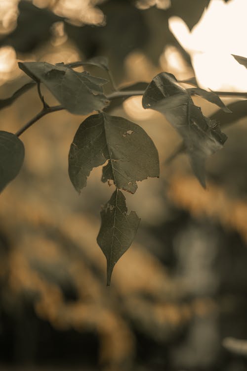 Darmowe zdjęcie z galerii z gałąź, liście, natura