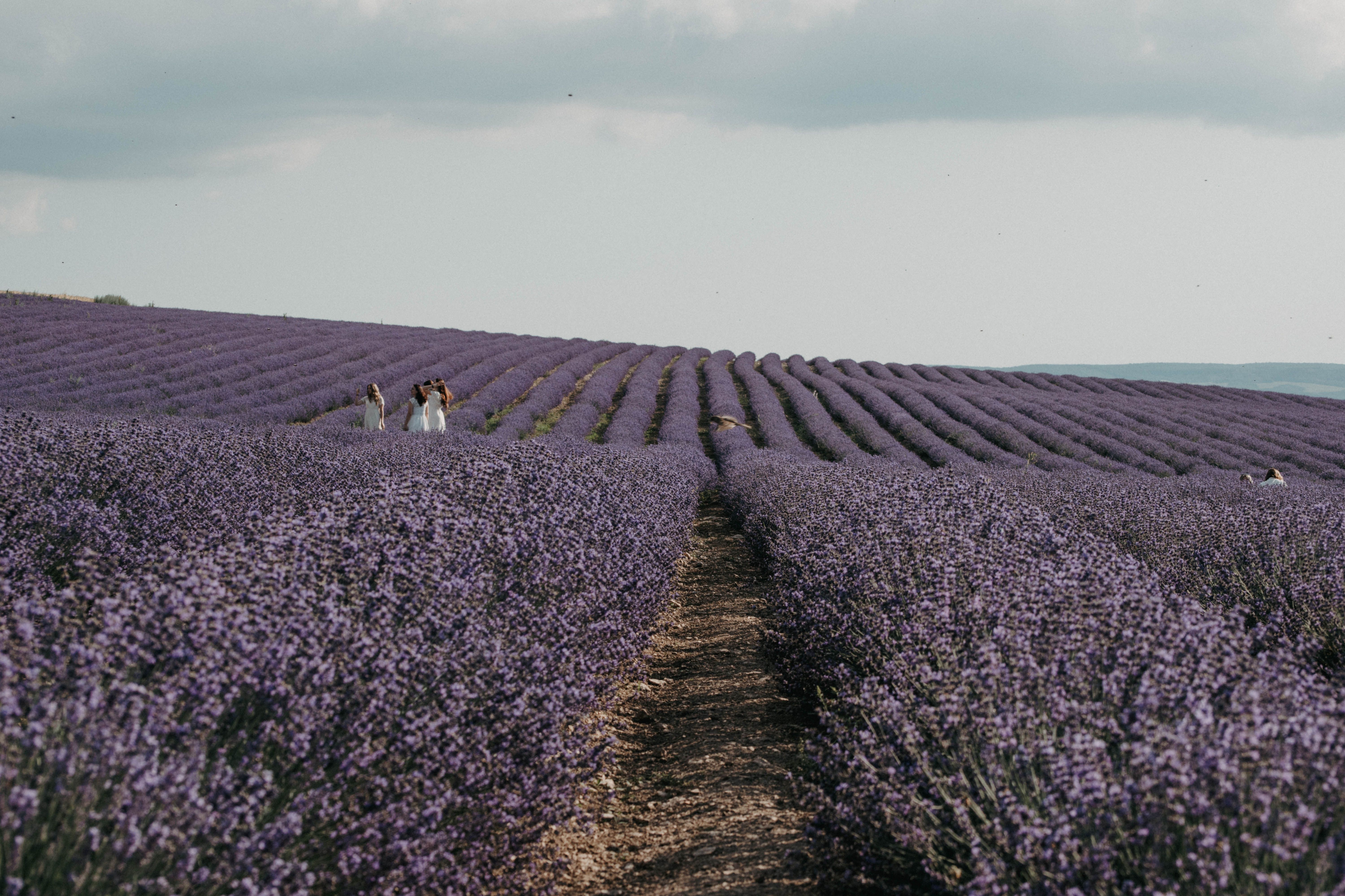 Lavender Flowers on a Field. lavender, flowers, field