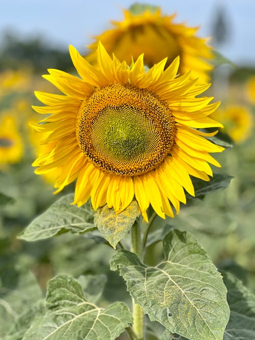 Yellow Sunflower on a Field