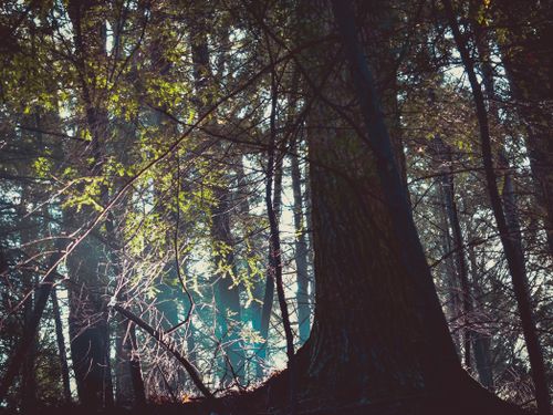 Free A tranquil forest view with sunlight streaming through the trees and casting beautiful shadows. Stock Photo