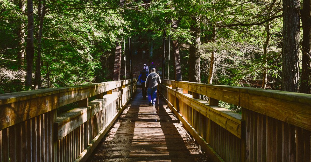 Hikers crossing a wooden bridge in the forest near Wli
