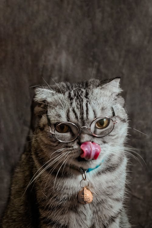 Free Portrait of Cat in Eyeglasses Stock Photo
