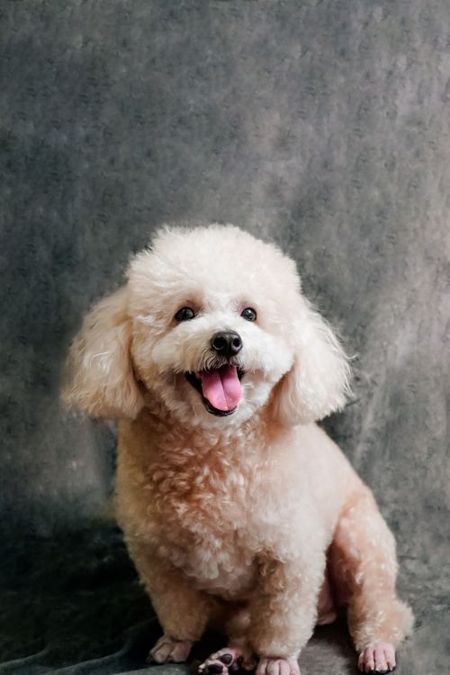 Free Adorable cream-colored toy poodle sitting indoors on gray backdrop with tongue out. Stock Photo