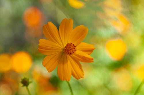 Close up of Yellow Flower