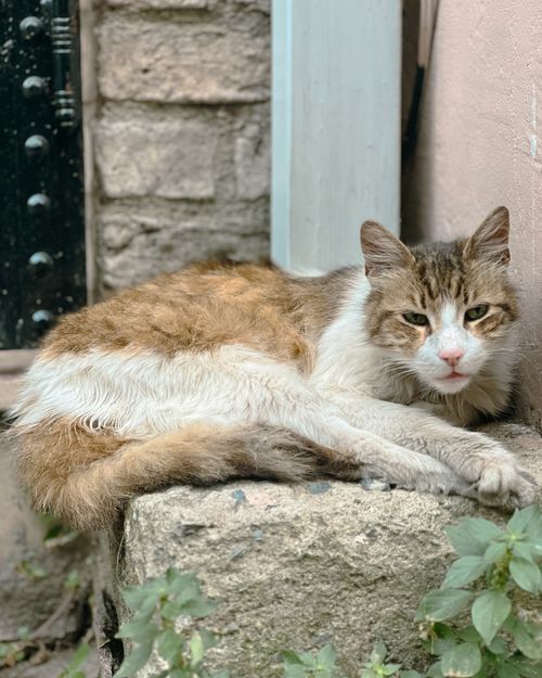 Free A stray cat relaxes on a stone wall, showcasing the rustic charm of urban environments. Stock Photo