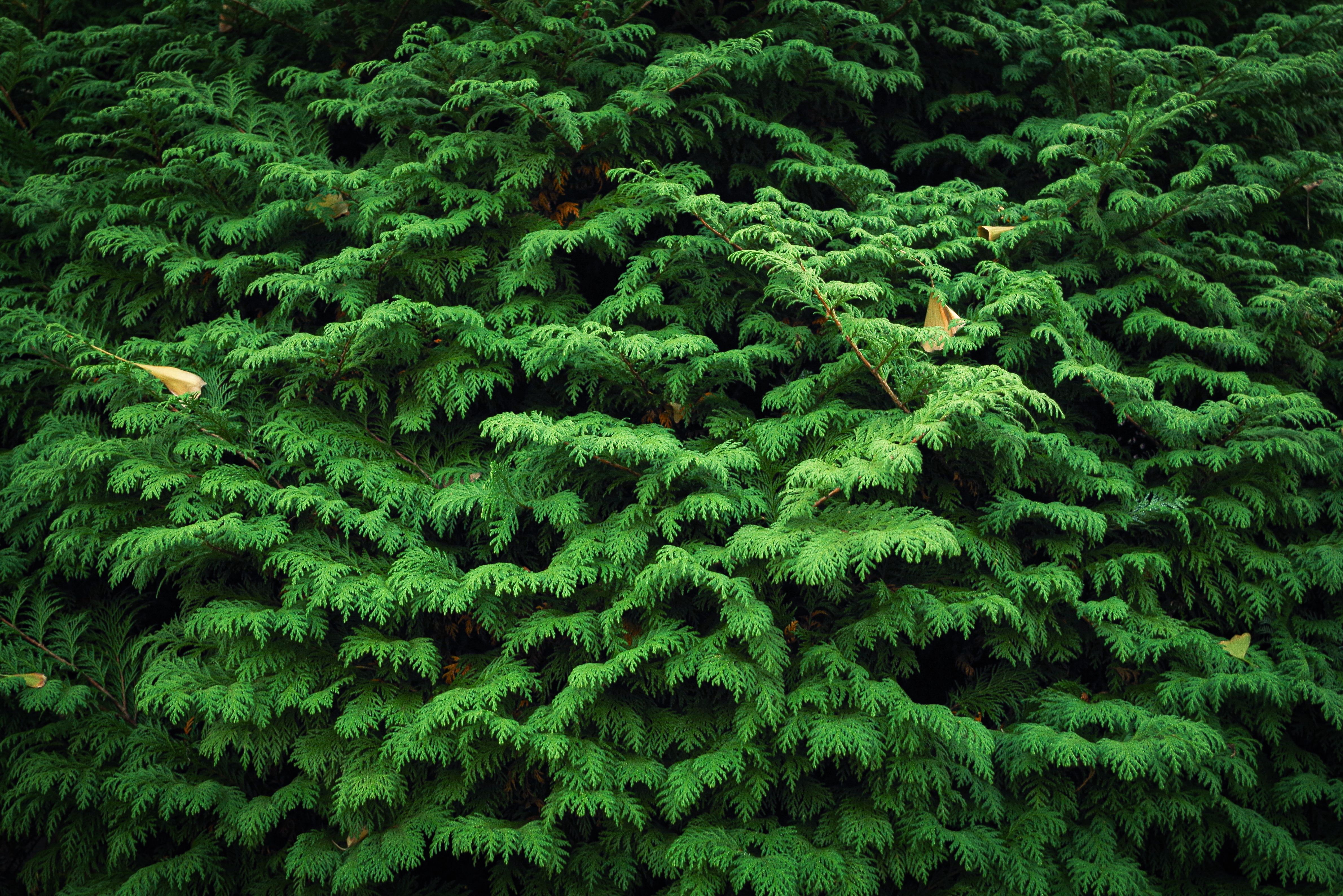 Close up of Green Tree Leaves · Free Stock Photo