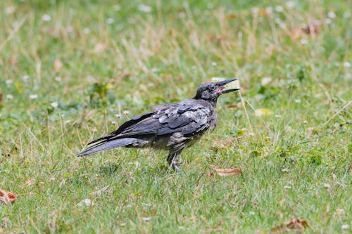 Raven on Grass