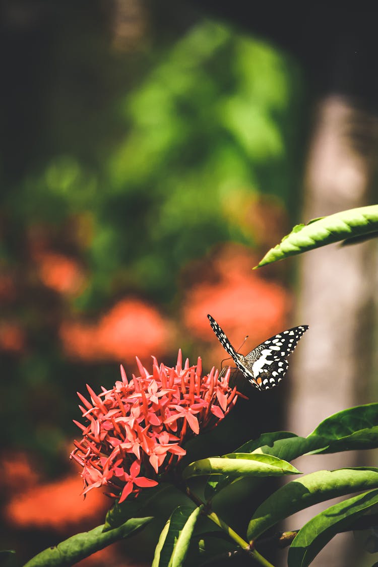 Butterfly On Red Flower