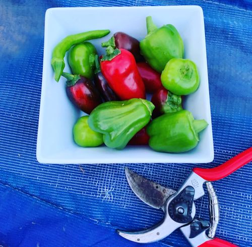Free Harvest Stock Photo