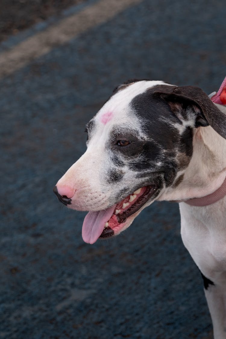 A Black And White Dog On A Leash Outside 