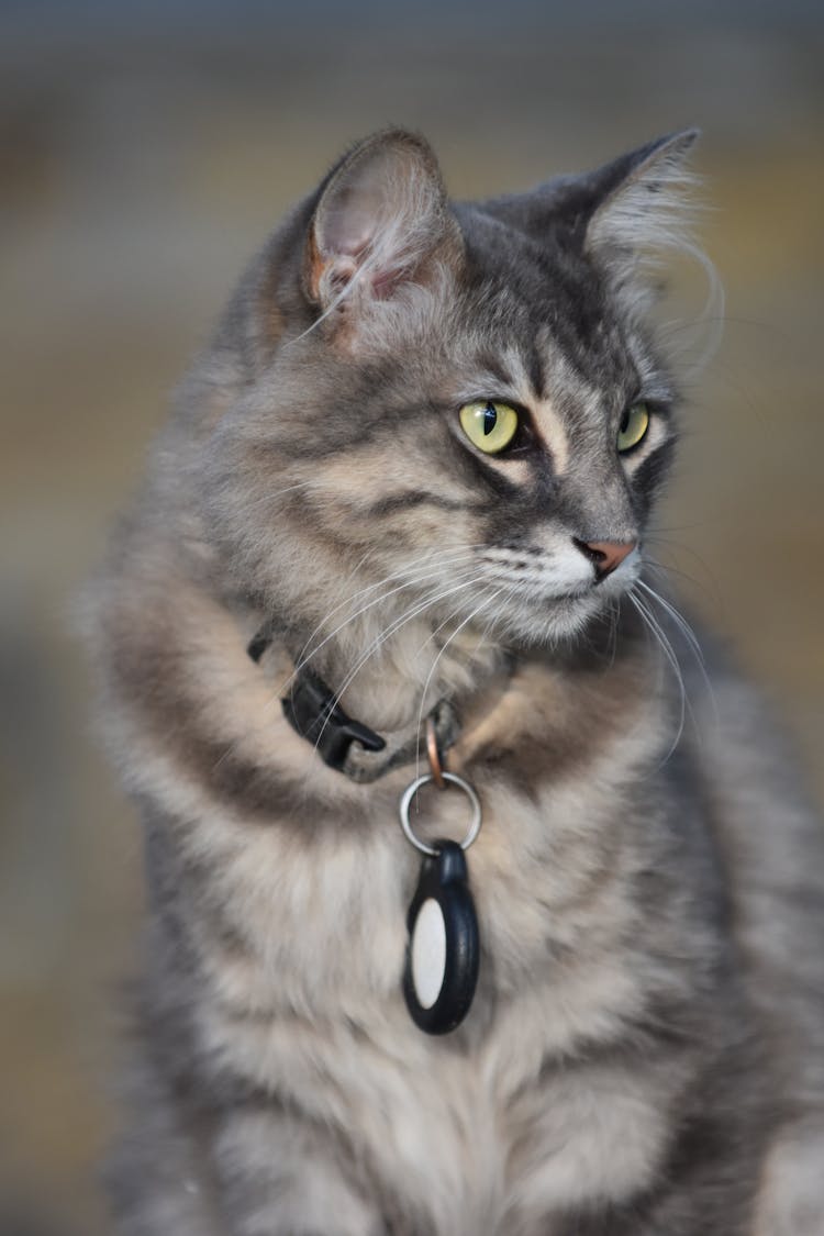 Tabby Cat With Collar