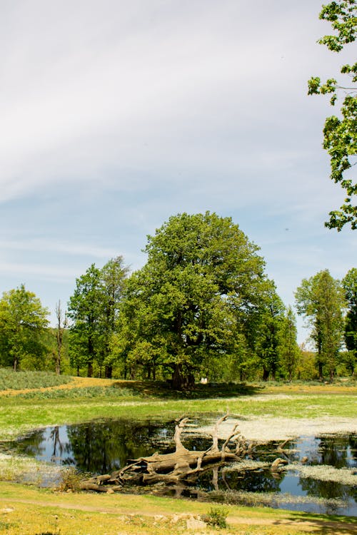 Kostenloses Stock Foto zu bäume, laub, park