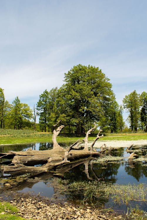 Dry Tree Logs Lying in the Pond in the Park 