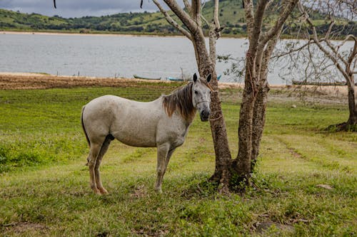 Immagine gratuita di albero, cavallo, fiume