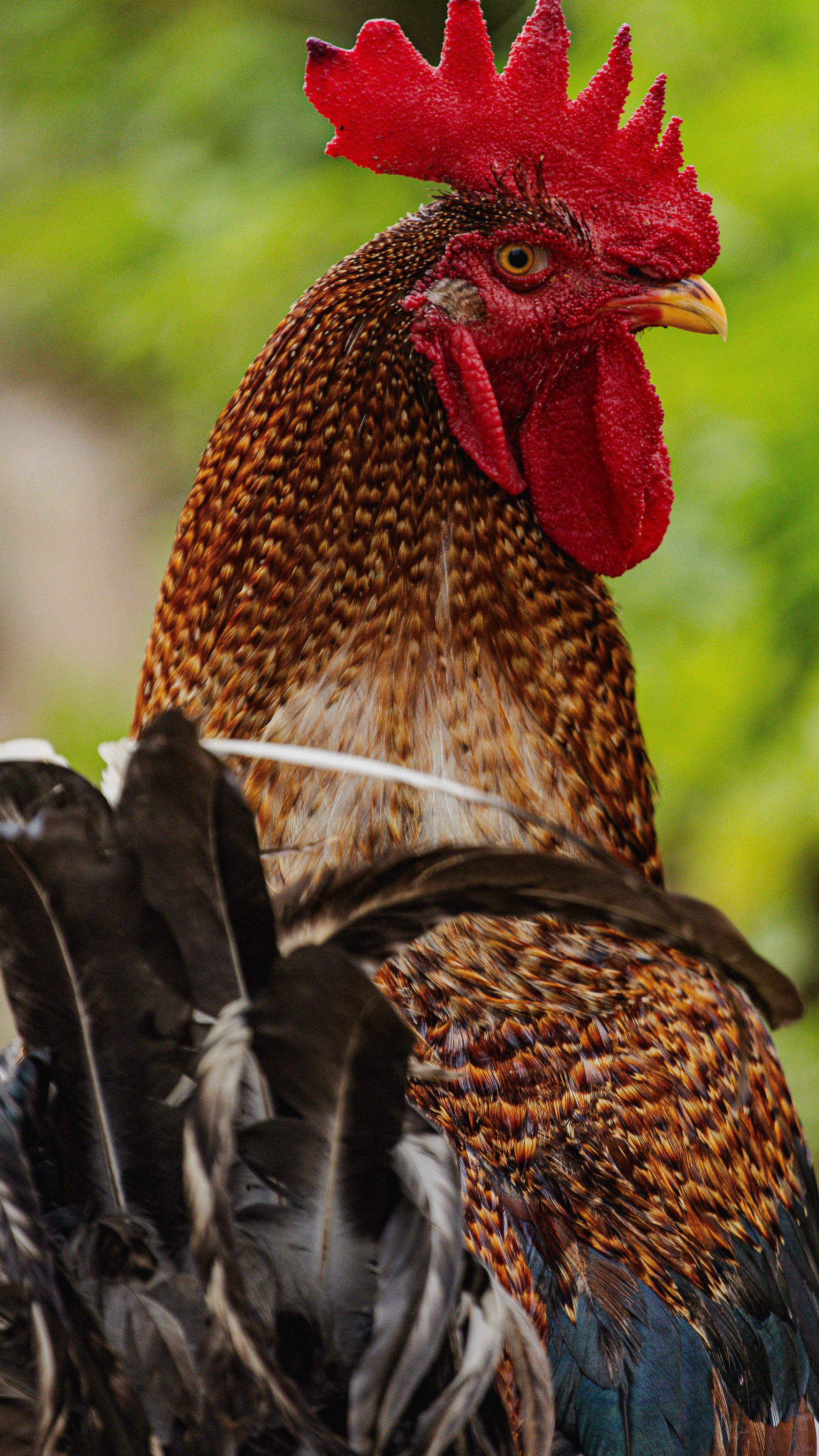 Back View of Rooster · Free Stock Photo