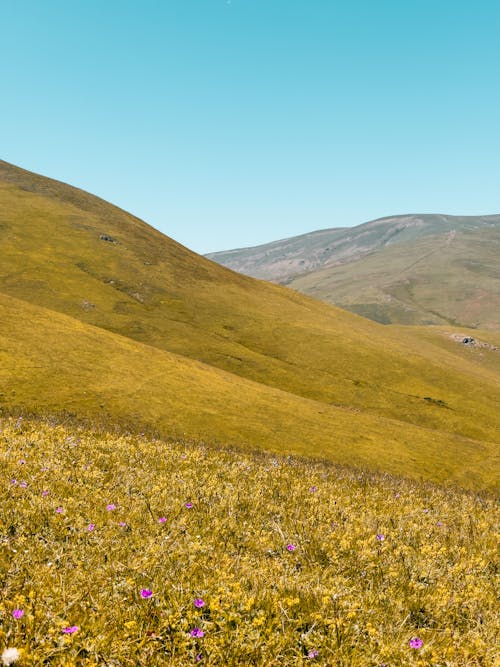 Foto d'estoc gratuïta de flors, herba, molla