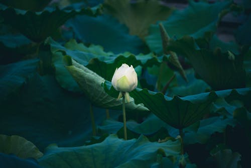 Immagine gratuita di fiore, fiore di loto, foglie
