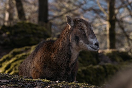 Goat Lying Down in Forest