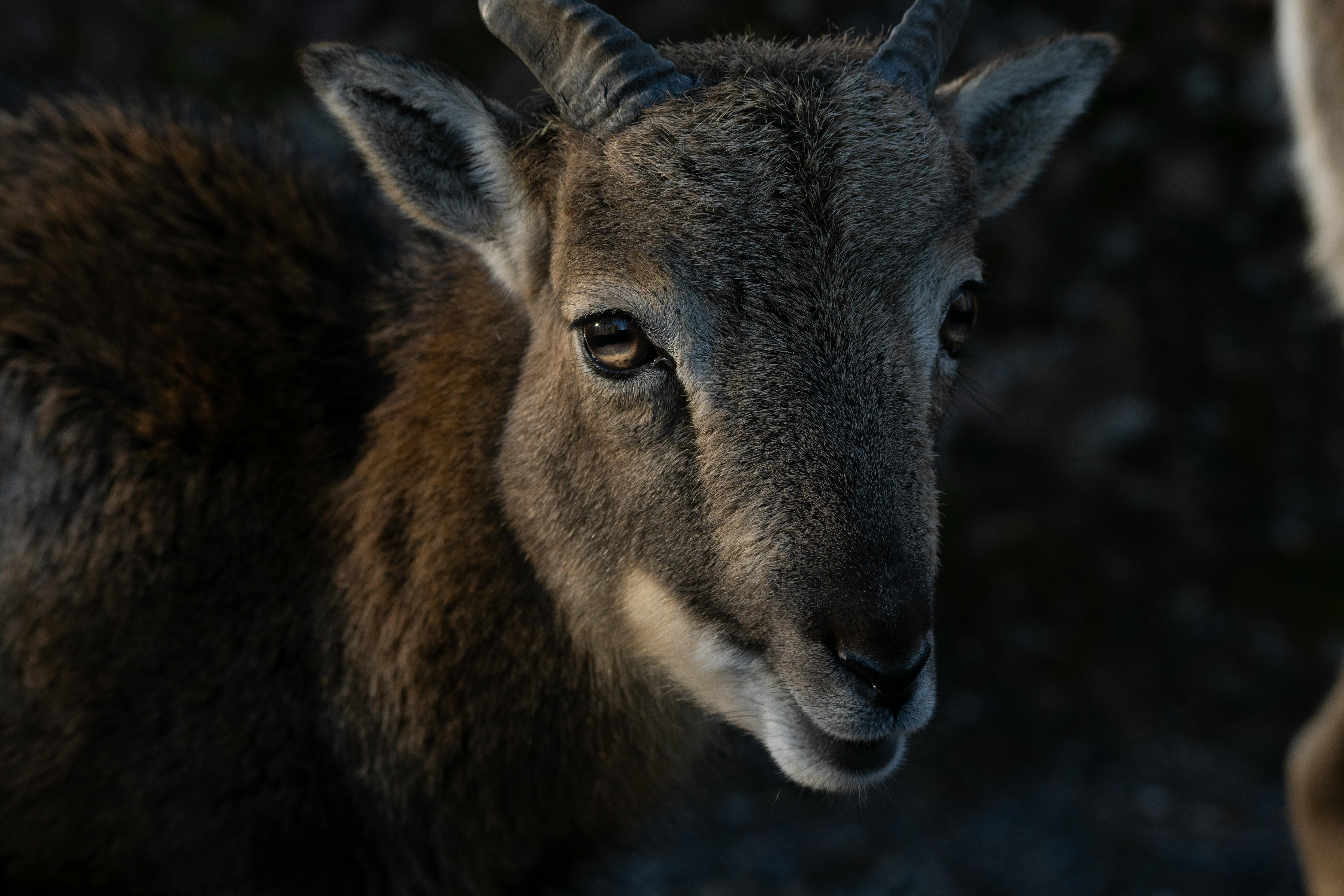 Gratuit Photos gratuites de animal à cornes, animal des montagnes, animal domestique Photos