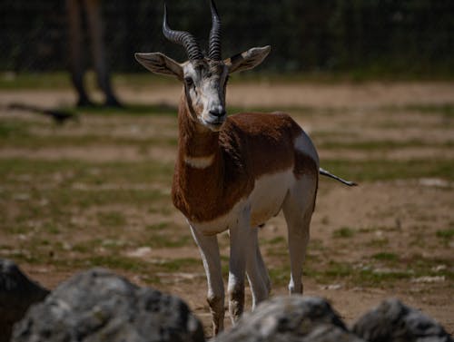 Blackbuck Antelope in Nature