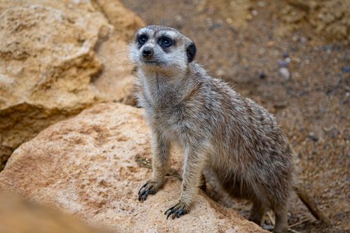 Free A close-up shot of a meerkat standing alert on a rocky surface in its natural habitat. Stock Photo