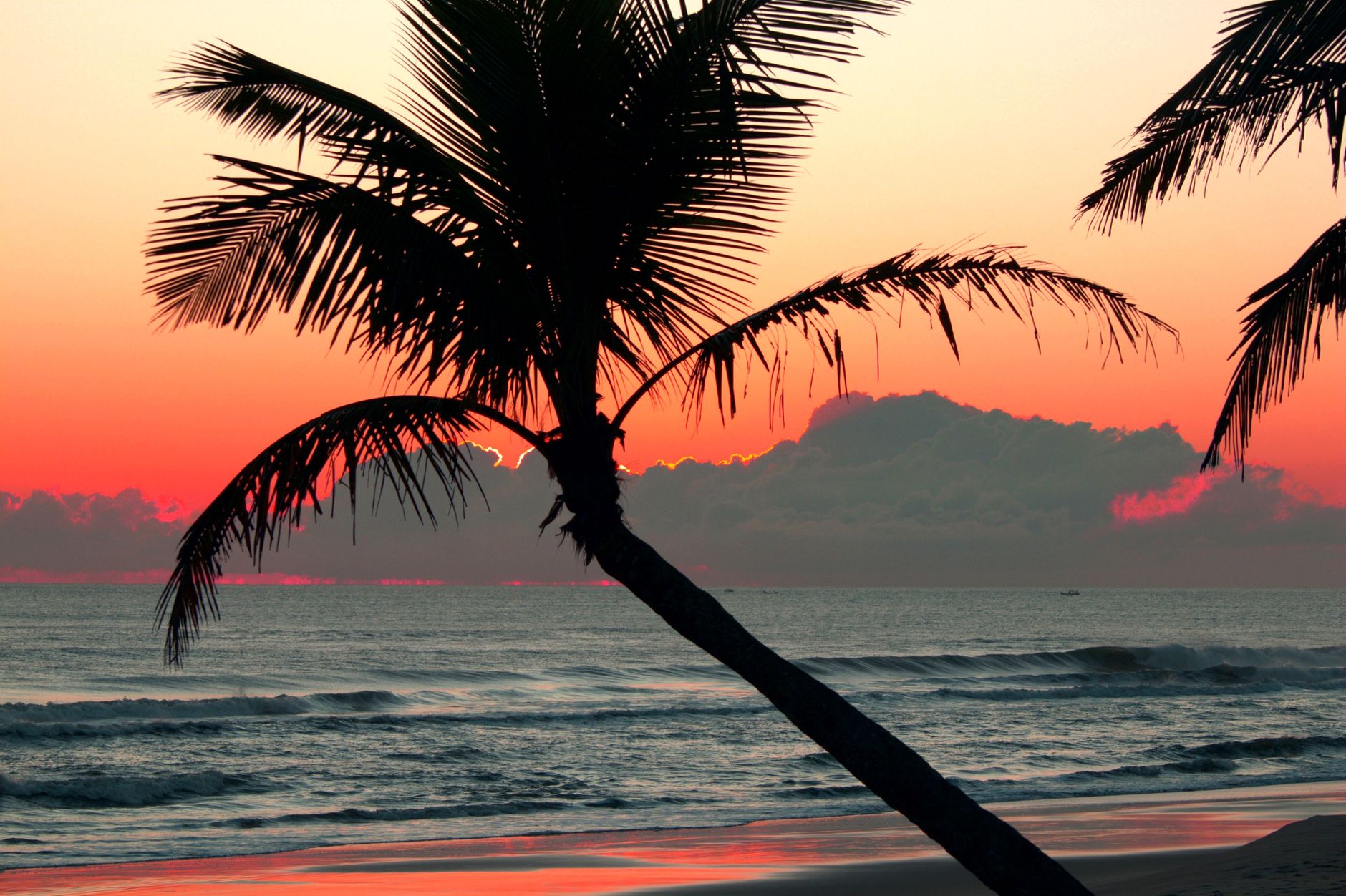 Palm trees silhouetted against a vibrant tropical sunset at Guaratuba beach, Brazil.