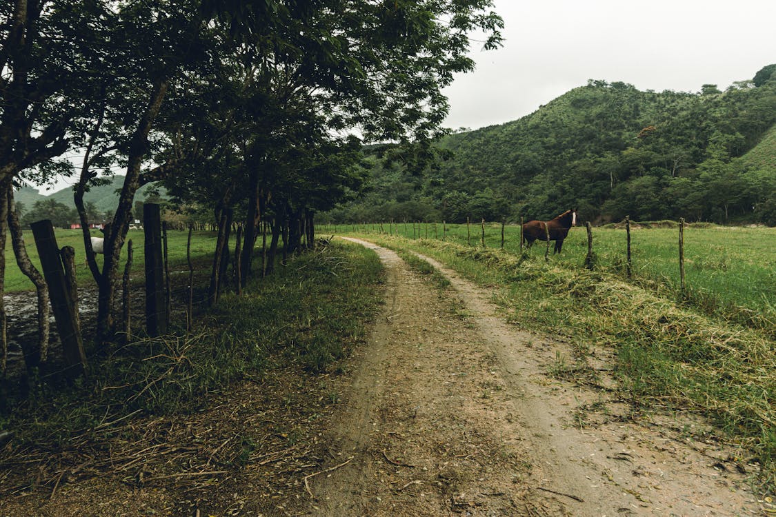 Photos gratuites de bosquet, chemin de terre, cheval